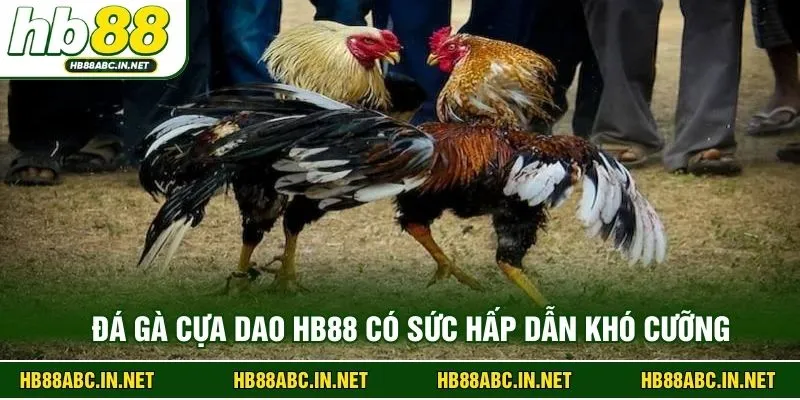 Đá gà cựa dao HB88 có sức hấp dẫn khó cưỡng