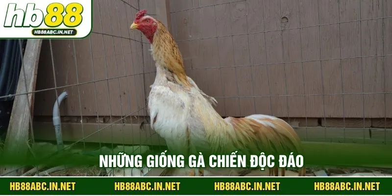 Những giống gà chiến độc đáo