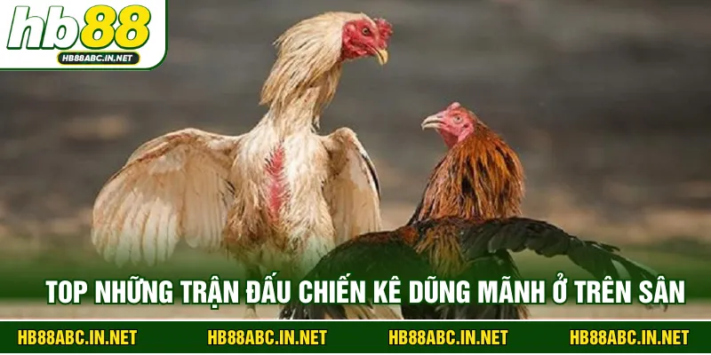 Top những trận đấu chiến kê dũng mãnh ở trên sân